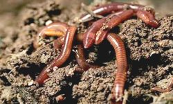 रासायनिक मलको विकल्प बन्यो गड्यौले मल !