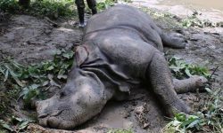 गैँडा मृत फेला