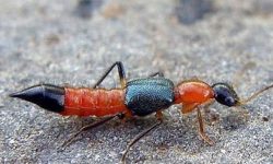 डा. ढकालले भने- ‘नाइरोबी फ्लाई’ डरलाग्दो र भयानक रोग होइन