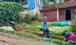 मूला पखाल्दै कृषक !