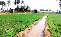 श्रमदानबाटै पूरा भयो सिँचाइको सपना