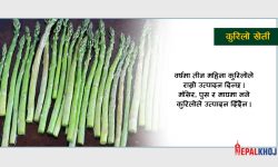 वैदेशिक रोजगारबाट फर्किएर कुरिलो खेती, महिनामा ४० देखि ५० हजार आम्दानी