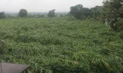 हावाहुरी र वर्षाले मकैबालीमा क्षति