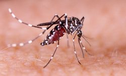 मकवानपुरमा २८ जनामा डेंगुको संक्रमण