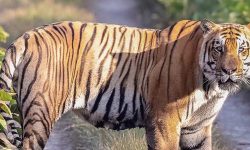 दोब्बरले बढे शुक्लाफाँटामा पाटेबाघ