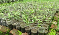 साझेदारी वनद्वारा साढे तीन लाख बढी बिरुवा उत्पादन