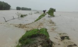 त्रियुगा नदी नियन्त्रणका लागि लगाइएको बाँध भत्कियो, खेतमा पस्यो बाढी