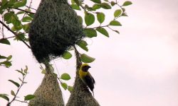 गुँड बनाउँदै तोप चरा !