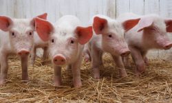 अफ्रिकन स्वाइन फिवरबाट पनौतीको बंगुर फार्ममा क्षति