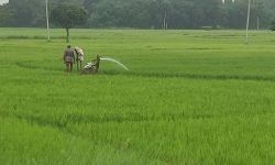 धानमा पानी लगाउँदै किसान !