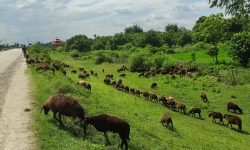 कठोनामा चरिरहेका भेडा !