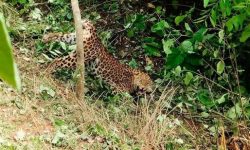 बँदेलका लागि थापेको पासोमा चितुवा