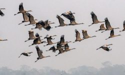 तातो र सुख्खा मौसमका कारण अफ्रिकी आप्रवासी चराहरू खतरामा