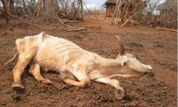 अज्ञात रोगले हुम्लामा ६० पशु मरे