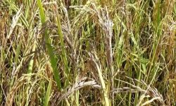 म्याग्दीमा धानबालीमा गभारोको प्रकोप