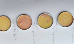 खानेपानी परीक्षणमा भेटिए कोलिफर्म र इकोली