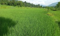 बीउका लागि धान खेती !