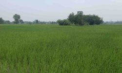 आहा ! हरियाली धानखेती