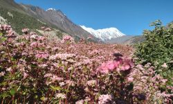 फूल खेल्दै फापर !