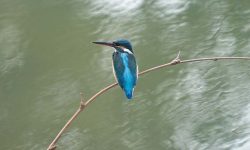 कोसीटप्पुमा सानो माटिकोरे  !