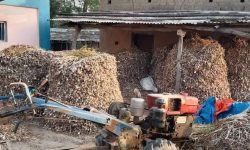 घरमै थुप्रियो लसुन !