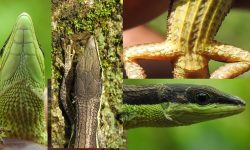 नेपालमा नयाँ प्रजातिको छेपारो