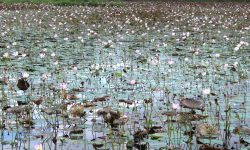 झारखण्डी तालमा कमल फूल !