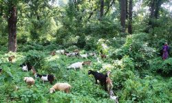 बाख्रा चराउँदै महिला !