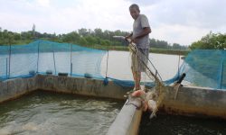 माछा निकाल्दै कामदार !