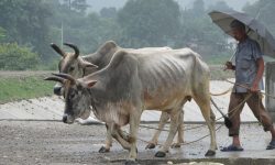 गोरु चराएर फर्कंदै !