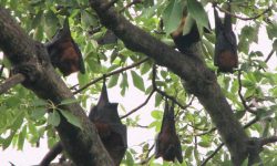 रुखमा चमेरो !