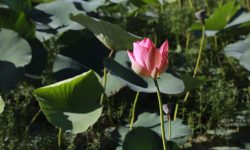 फुल्यो कमल !