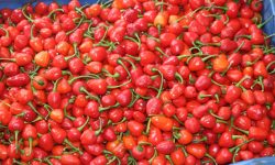 अकबरे खुर्सानी !