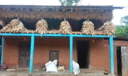 घरको बार्दलीमा मकै !