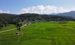 धानबाली !