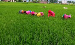 धान गोड्दै किसान !