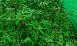 भोजपुरका किसानको रोजाइँमा सतुवा खेती