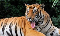 डडेल्धुरामा बाघको आक्रमणबाट घाइते