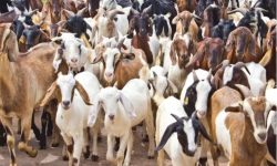 अनुदान पाएसँगै व्यावसायिक बाख्रापालनमा चेपाङ समुदाय