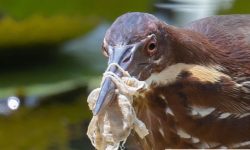 प्लास्टिकले पक्षीको ज्यानै जोखिम !