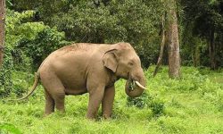 जंगली हात्ती मानव बस्तीमा प्रवेश गरेपछि त्रास