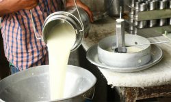 दूधले उचित मूल्य नपाउँदा भोजपुरका किसान चिन्तित