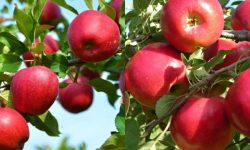 मनाङका घर-घरमा हाइब्रिड स्याउ