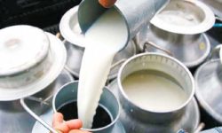 मेलम्ची नगरपालिका दूध उत्पादनमा आत्मनिर्भर