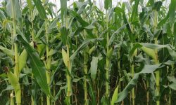 धानबाट भन्दा बढी आम्दानी हुने भएपछि मकैखेती