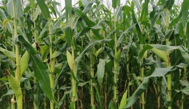 वर्षा नहुँदा समयमा मकैखेती गर्न कठिनाइ