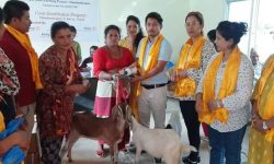 रोटरीको बाख्रापालनमा सहयोग