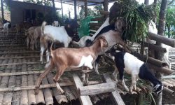 सहकारीमार्फत सामूहिक कृषिमा जोडिदै पुम्देली