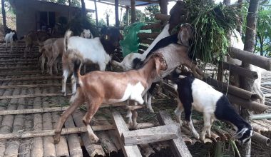 सहकारीमार्फत सामूहिक कृषिमा जोडिदै पुम्देली