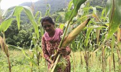 बाँदरबाट जोगाउन मकै काट्दै !